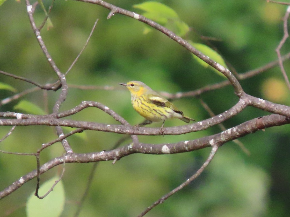 Cape May Warbler - ML643364644
