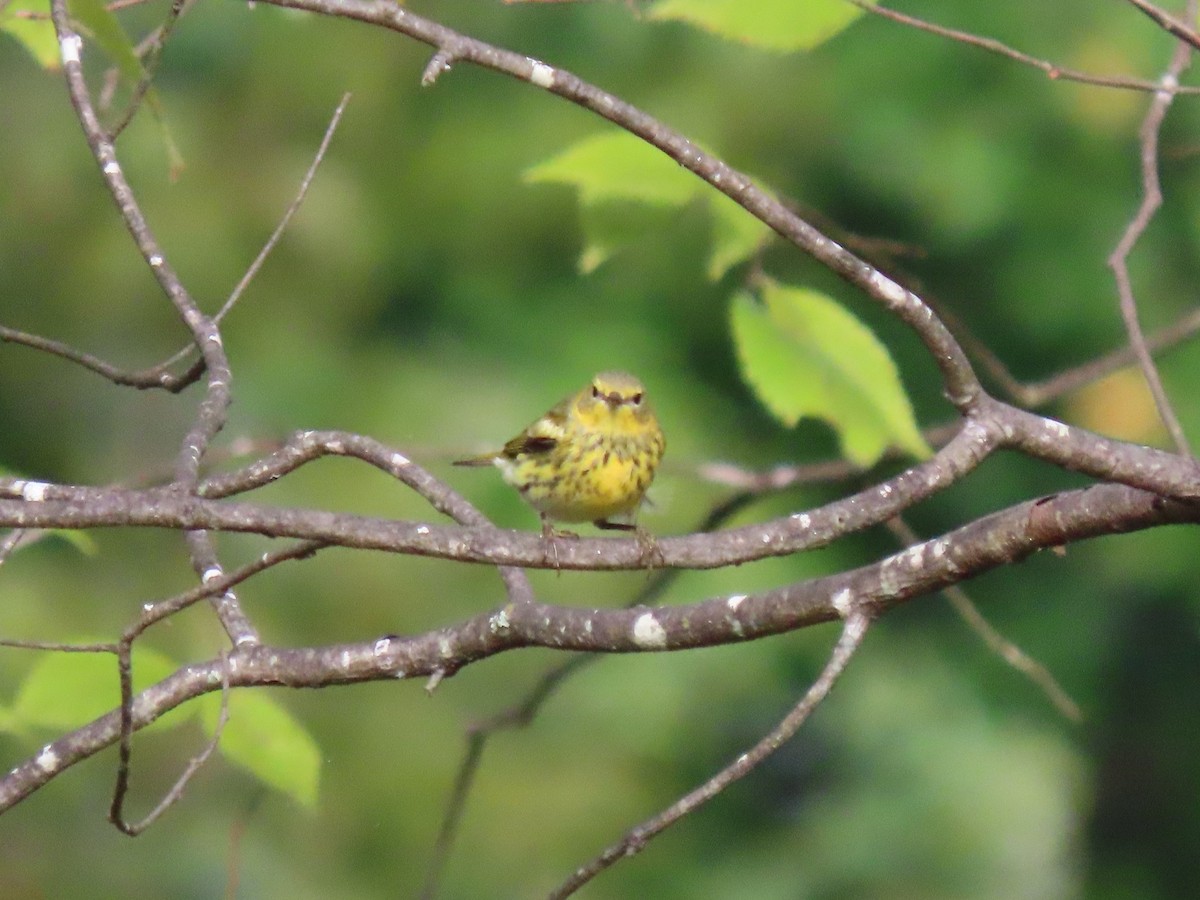 Cape May Warbler - ML643364645