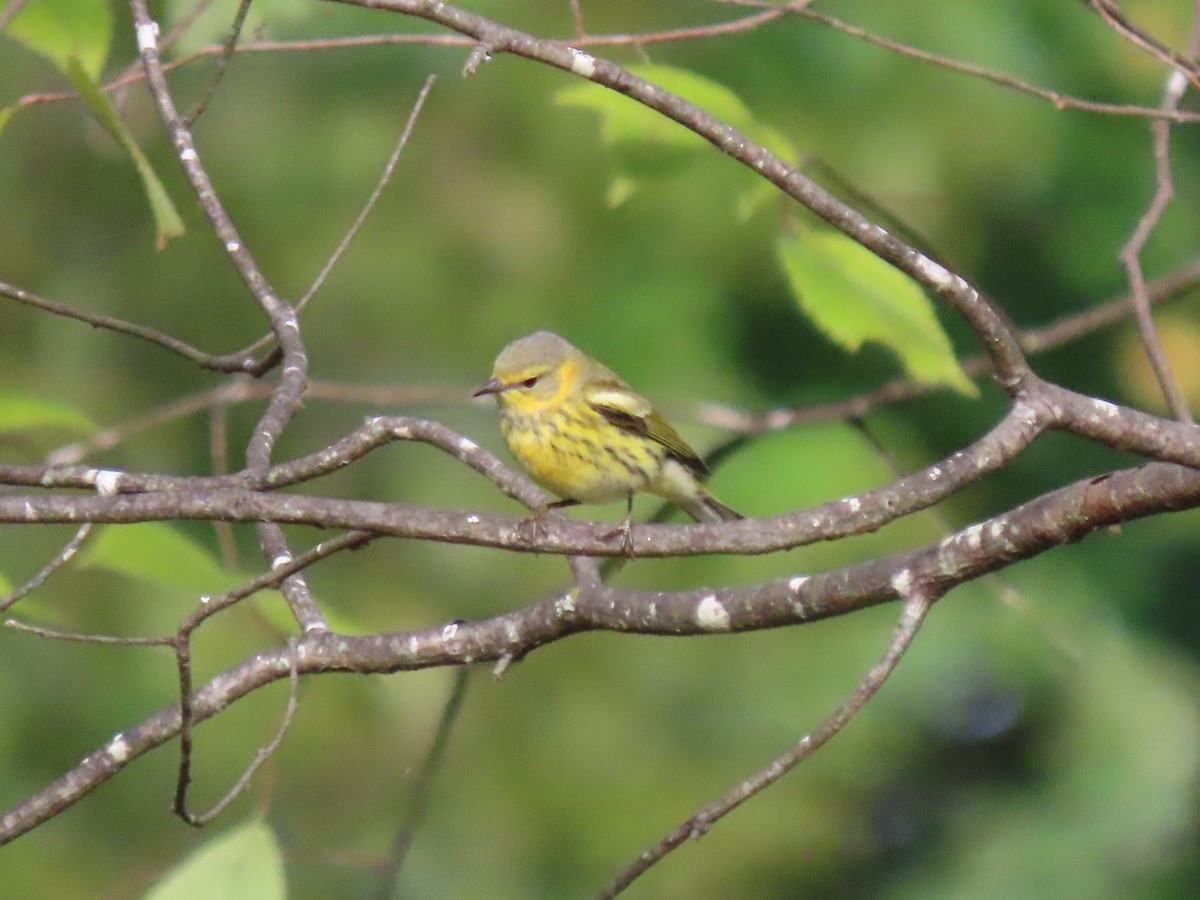 Cape May Warbler - ML643364646