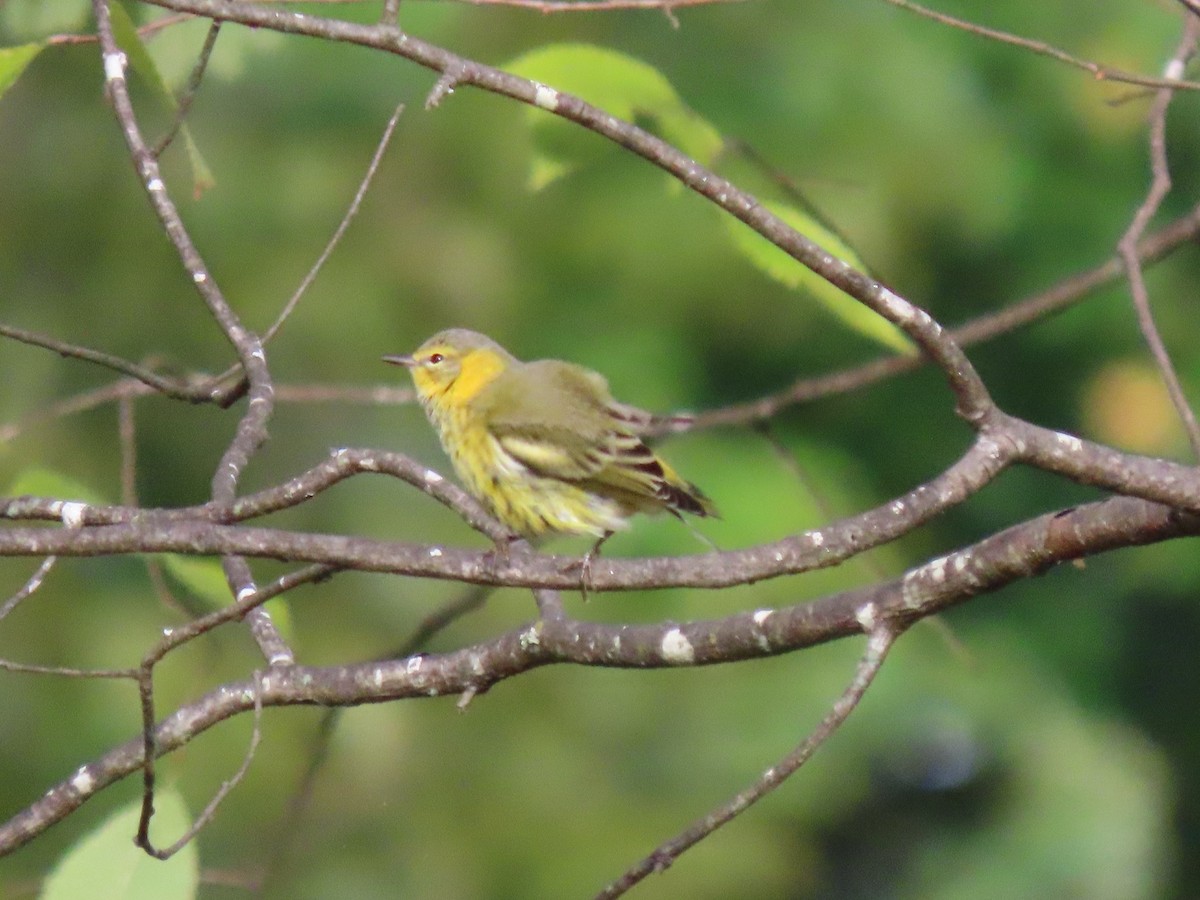 Cape May Warbler - ML643364647