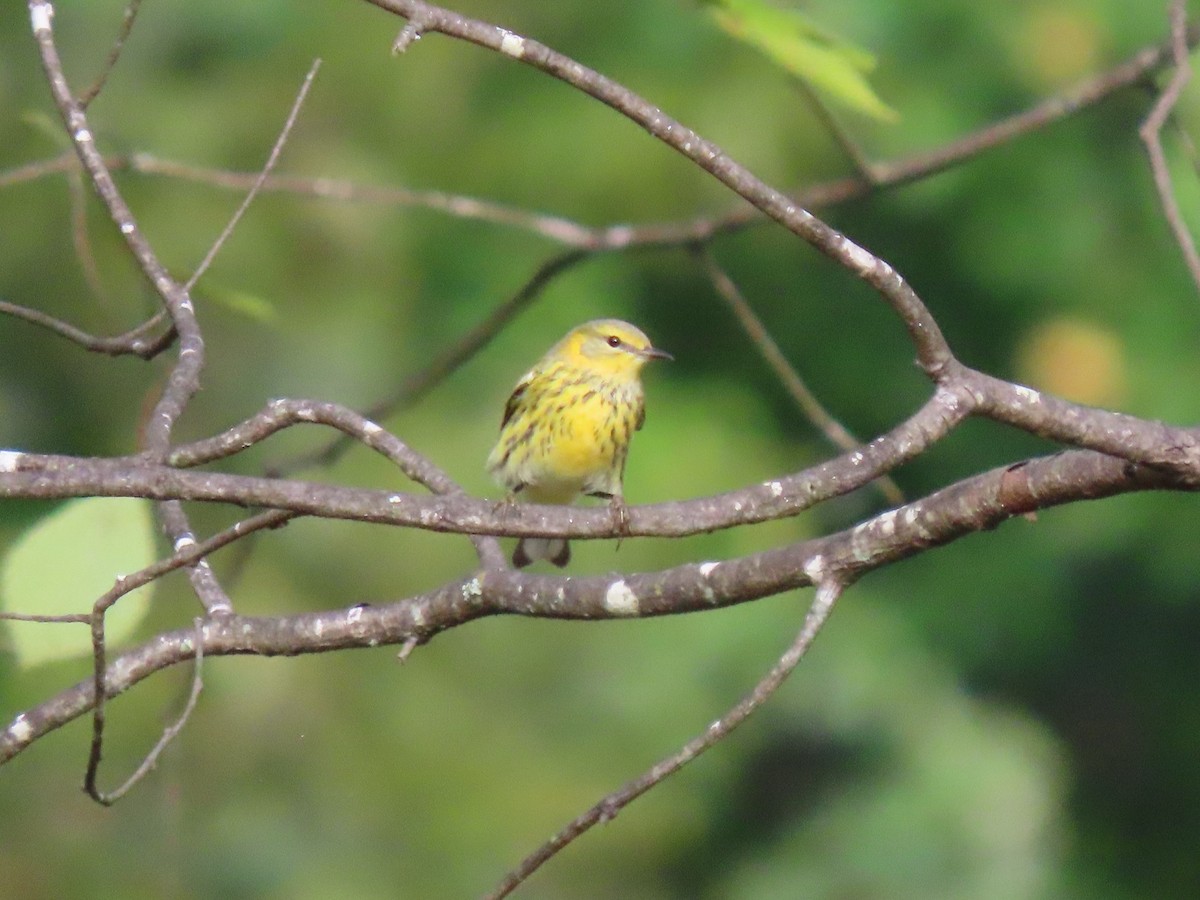 Cape May Warbler - ML643364648