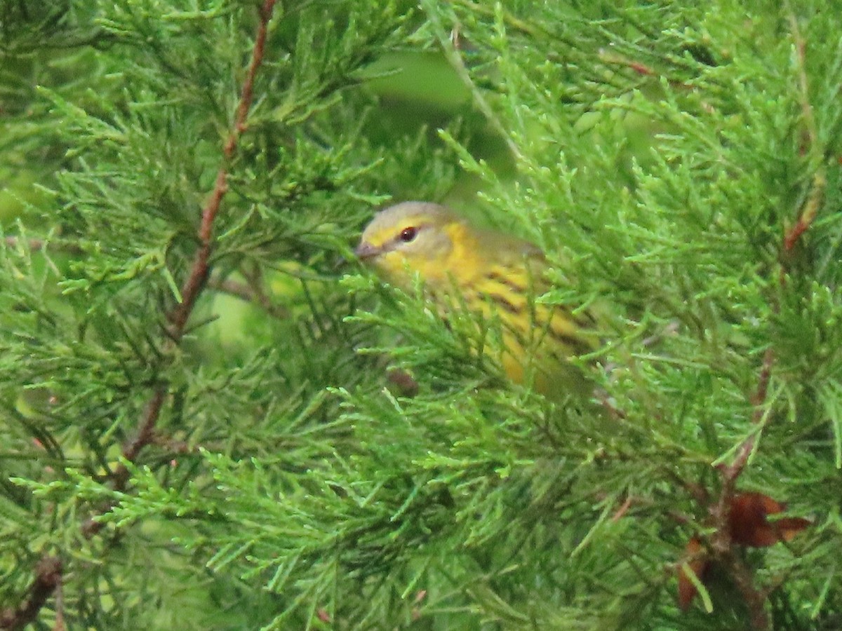 Cape May Warbler - ML643364649