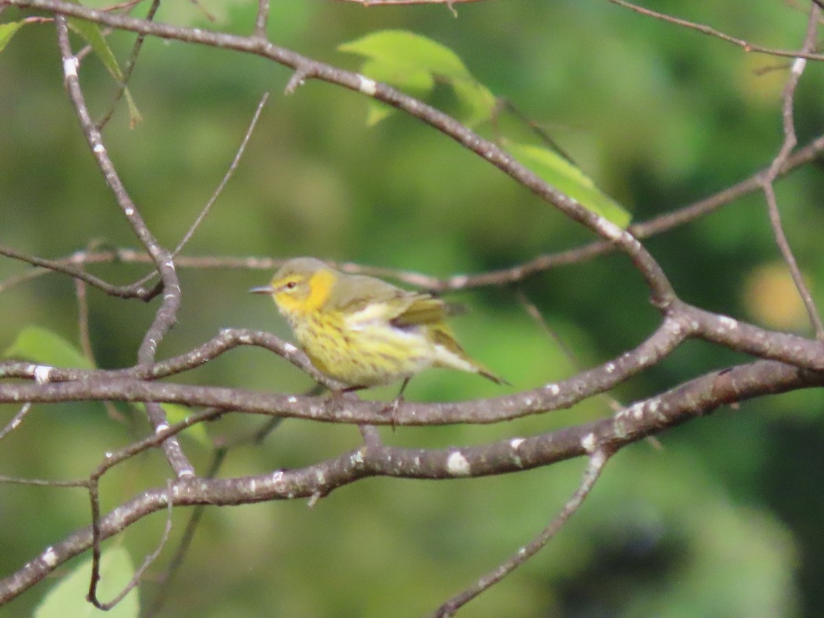 Cape May Warbler - ML643364650