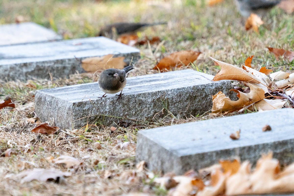 Dark-eyed Junco - ML643364651
