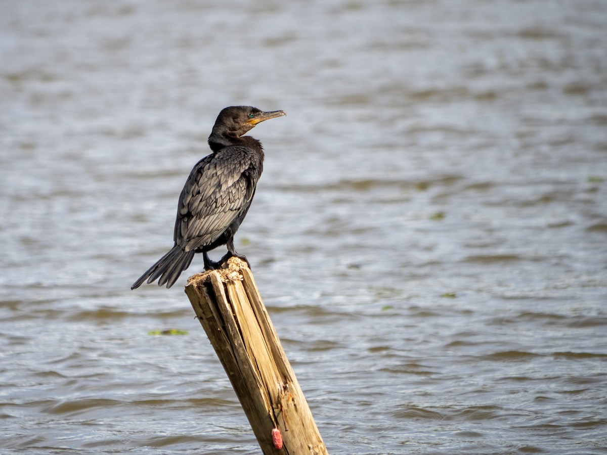 Neotropic Cormorant - ML643364653