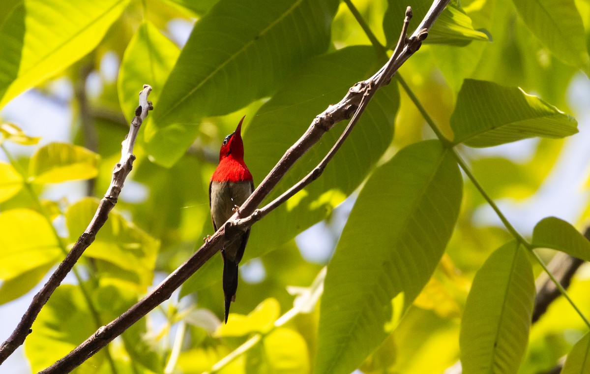 Karmesinnektarvogel [seheriae-Gruppe] - ML643364658