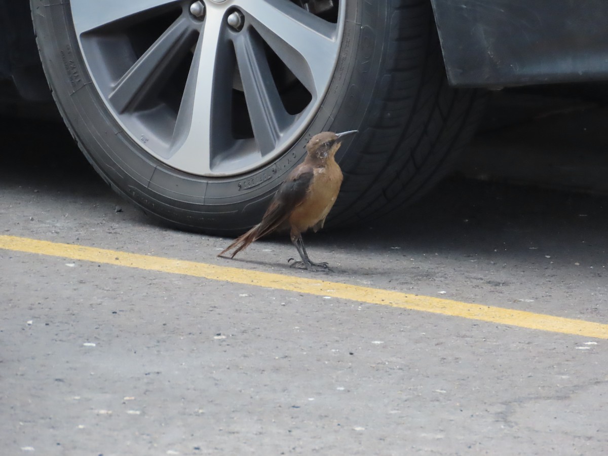 Great-tailed Grackle - ML643364659