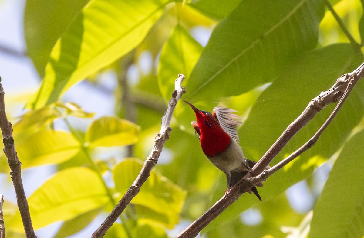 Karmesinnektarvogel [seheriae-Gruppe] - ML643364663