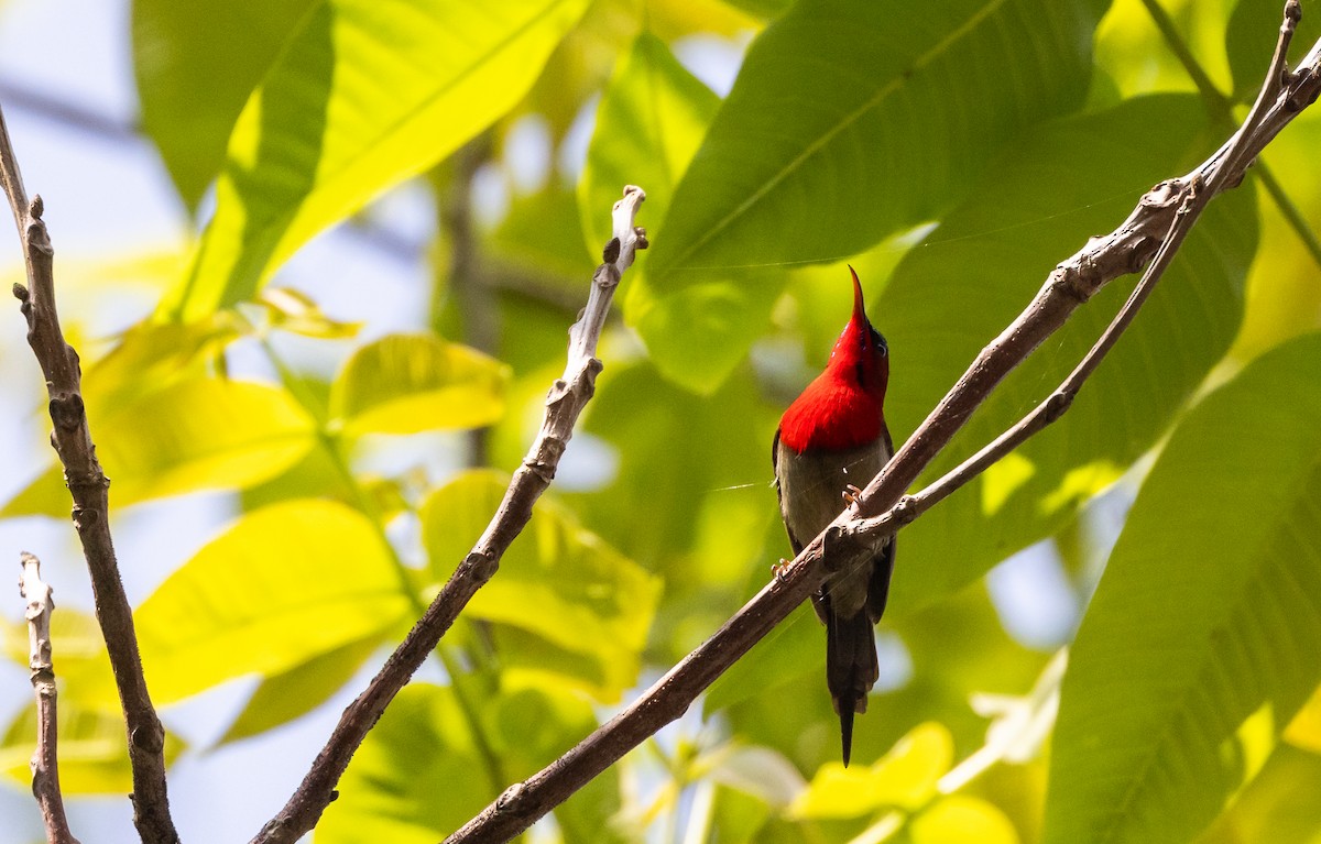 Karmesinnektarvogel [seheriae-Gruppe] - ML643364664