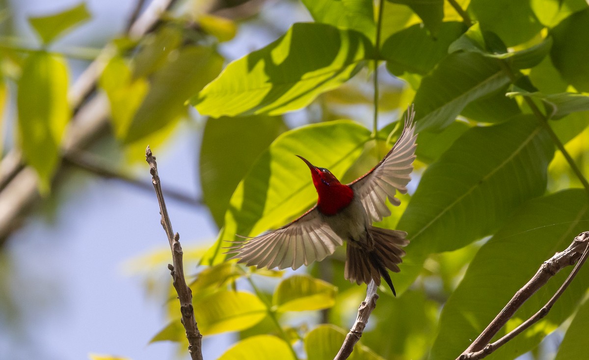 Karmesinnektarvogel [seheriae-Gruppe] - ML643364665