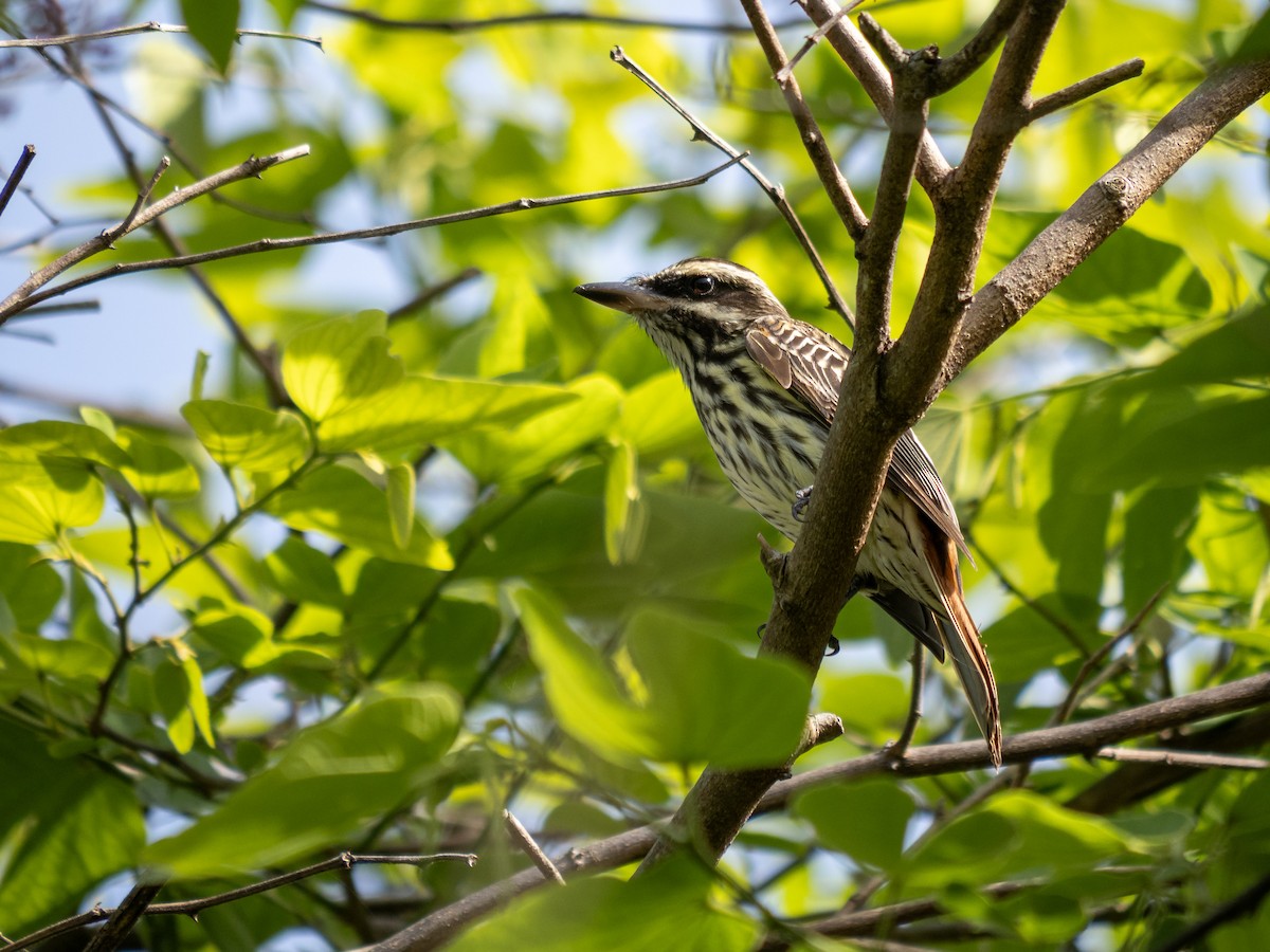 Streaked Flycatcher - ML643364669