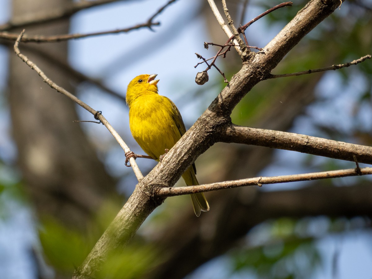 Saffron Finch - ML643364673