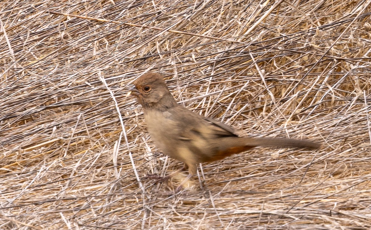 California Towhee - ML643364674