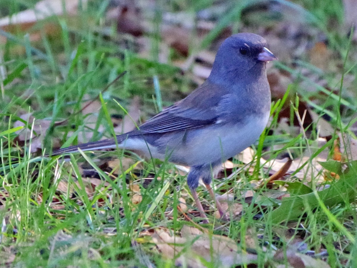 Dark-eyed Junco - ML643364675