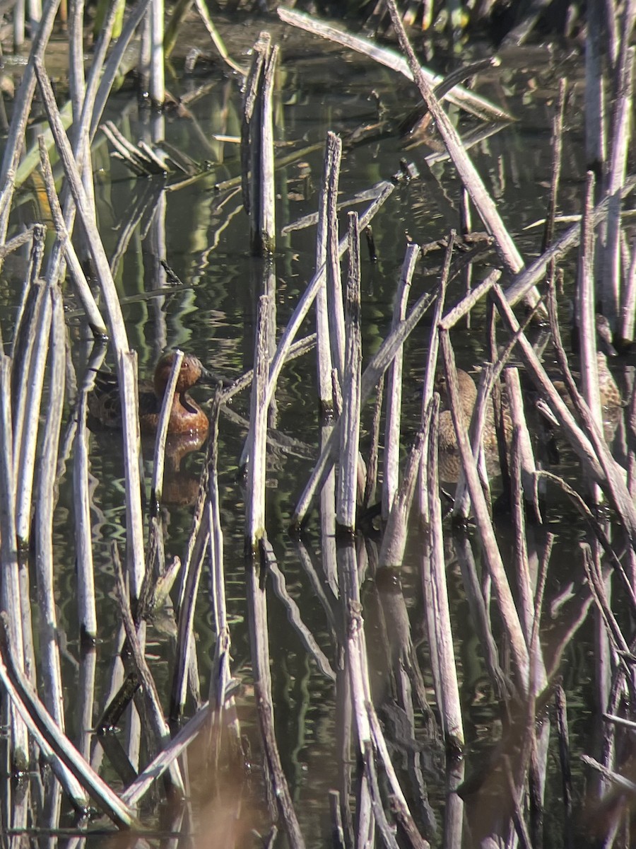 Cinnamon Teal - ML643364677