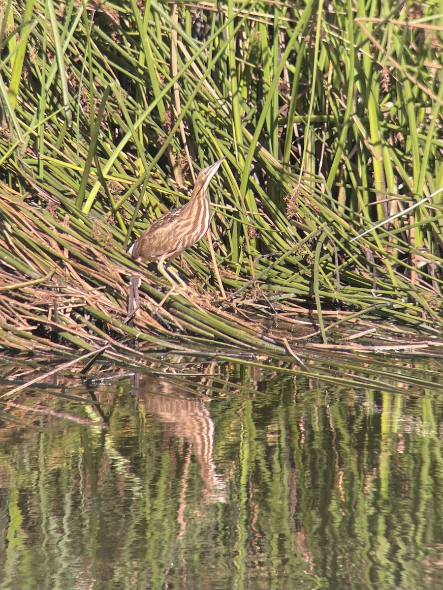 American Bittern - ML643364683