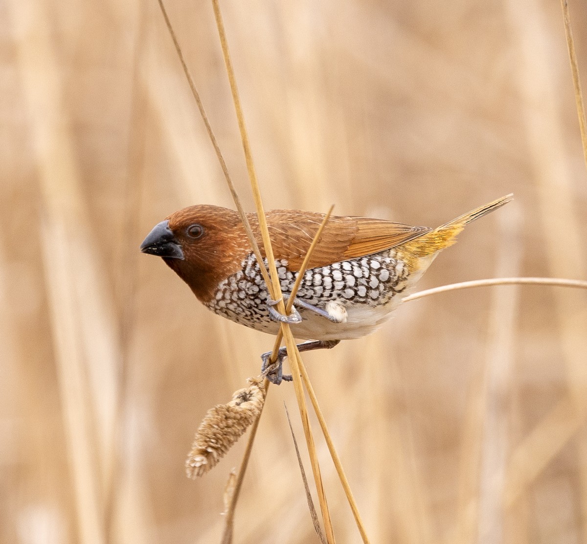 Scaly-breasted Munia - ML643364684