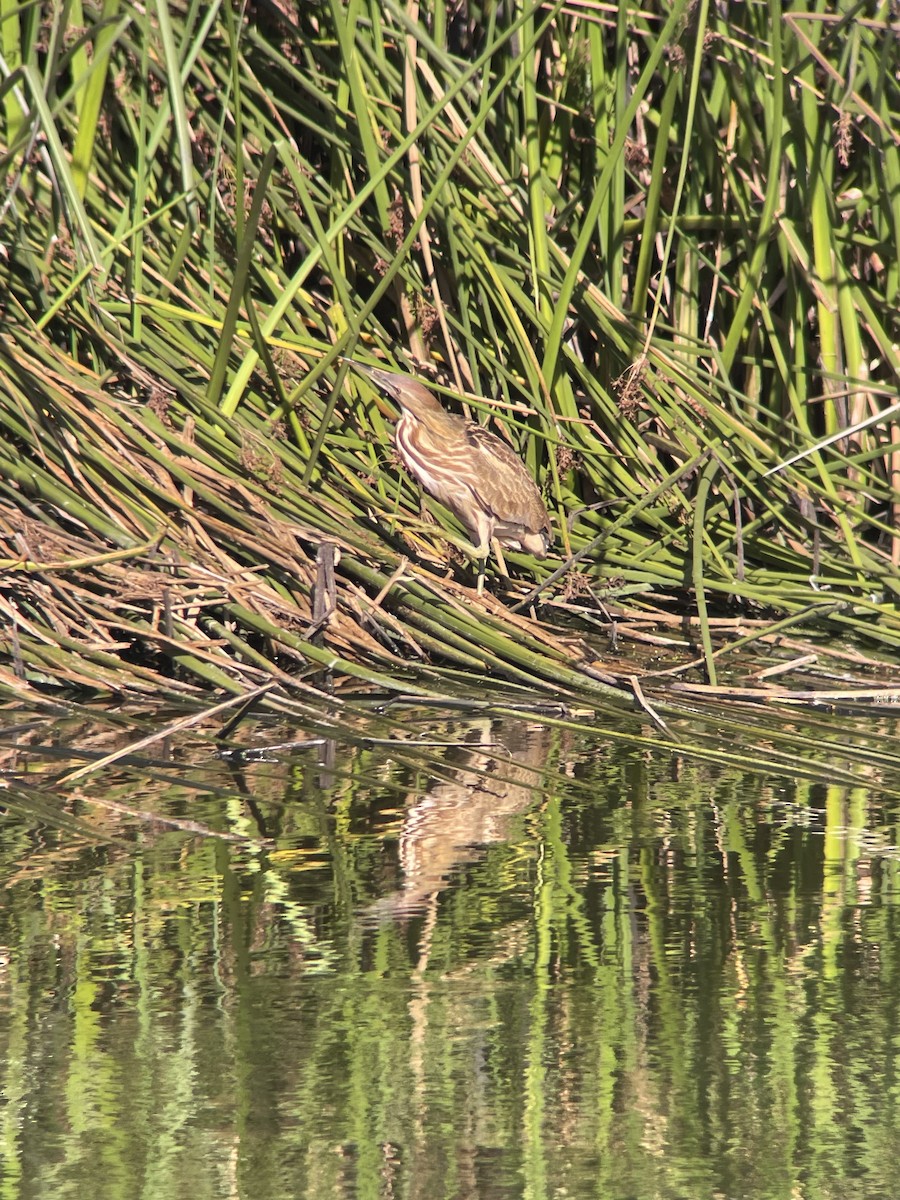 American Bittern - ML643364689
