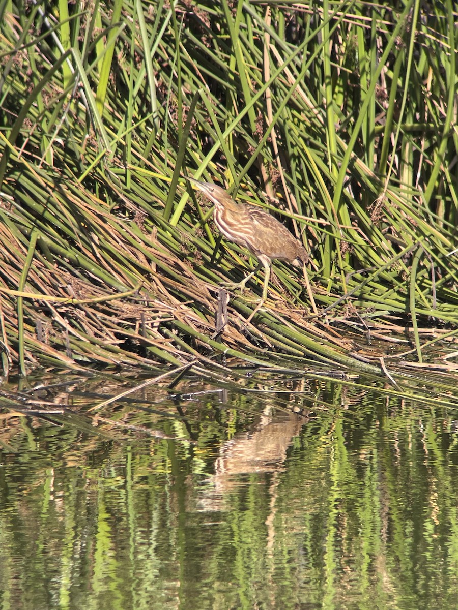 American Bittern - ML643364690