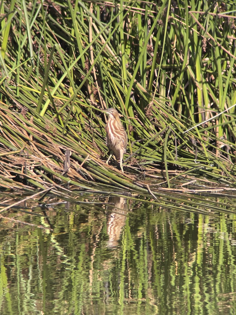 American Bittern - ML643364691
