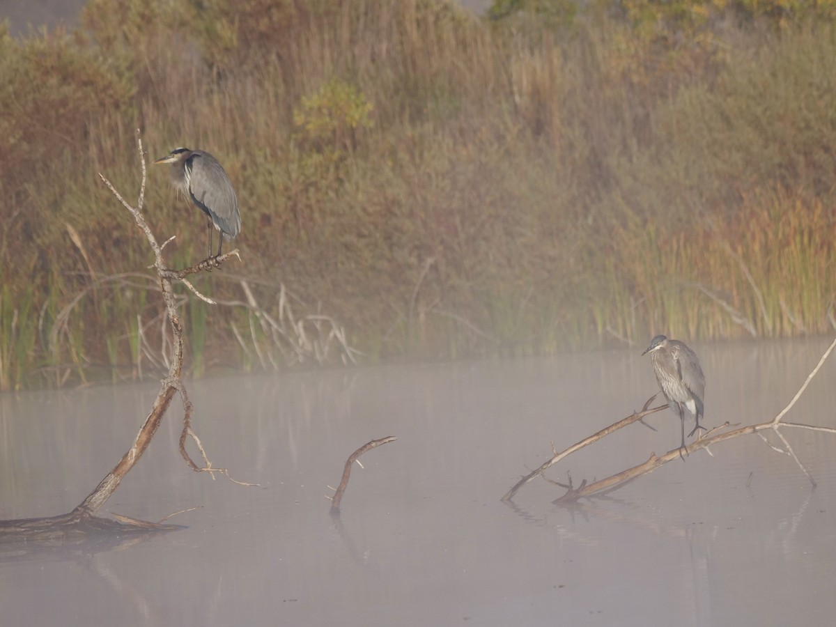 Great Blue Heron - ML643364692