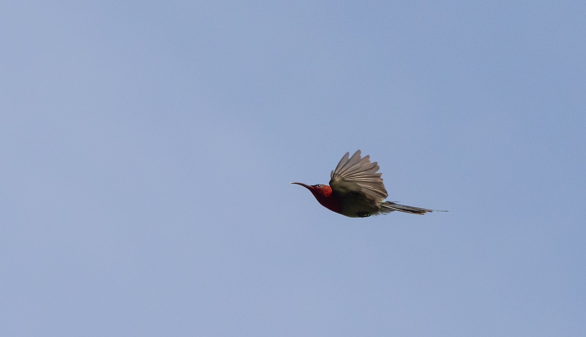 Karmesinnektarvogel [seheriae-Gruppe] - ML643364696