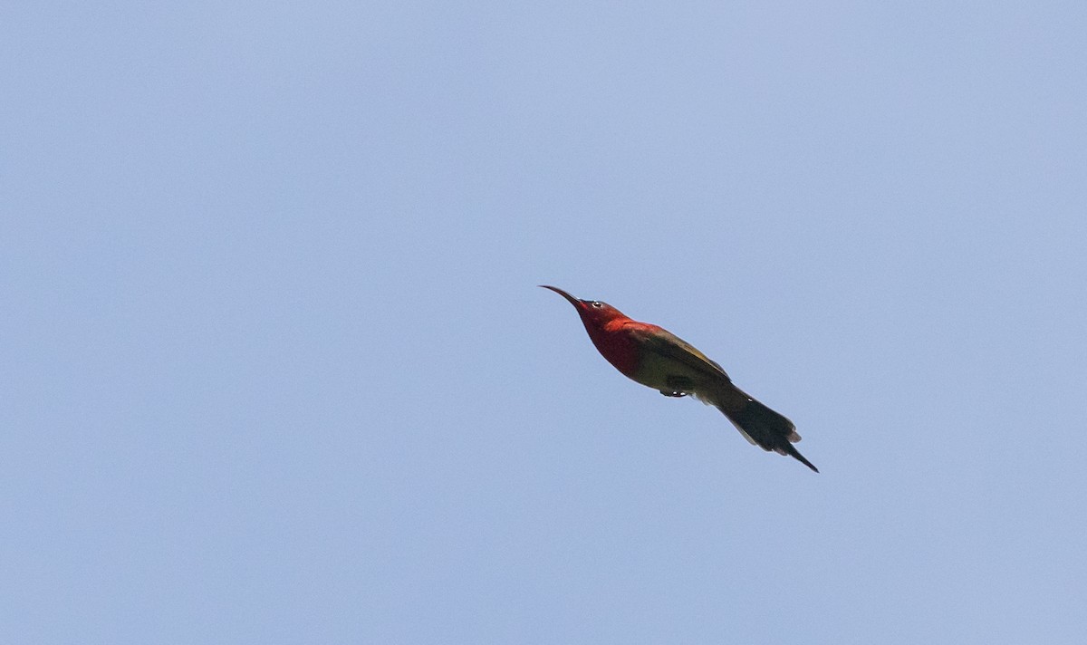 Karmesinnektarvogel [seheriae-Gruppe] - ML643364697