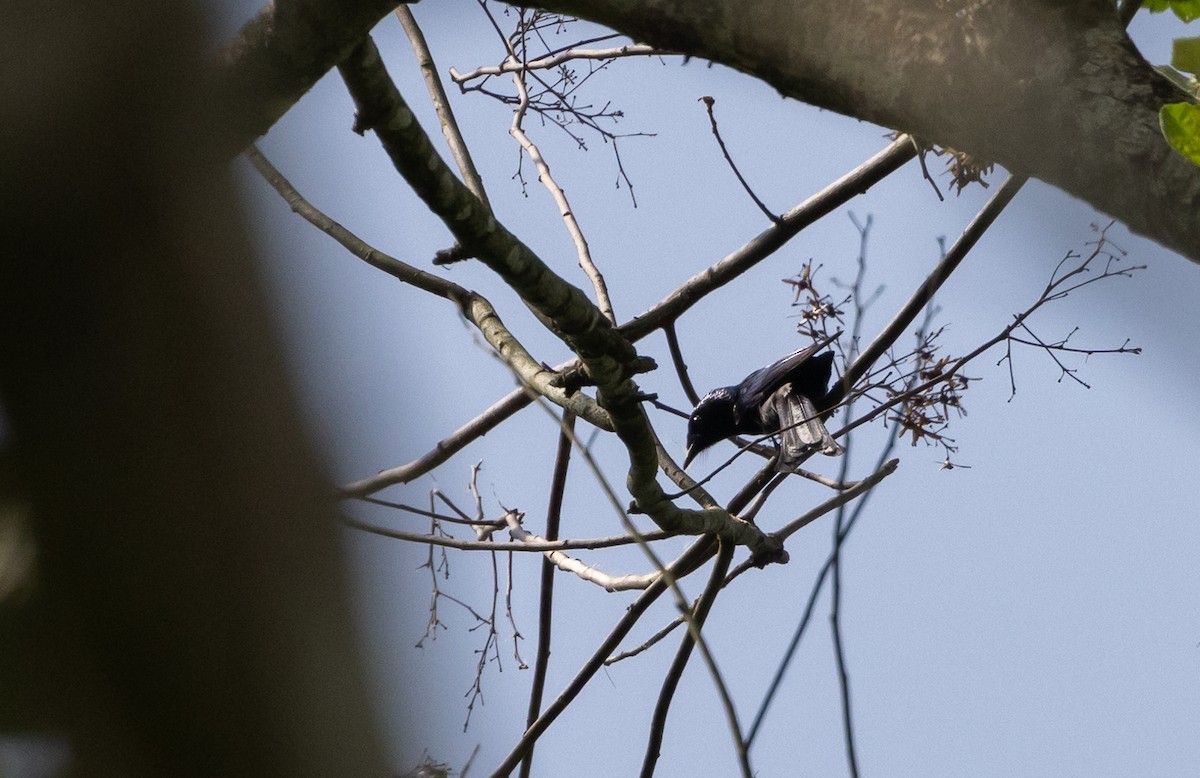 Bronzed Drongo - ML643364701