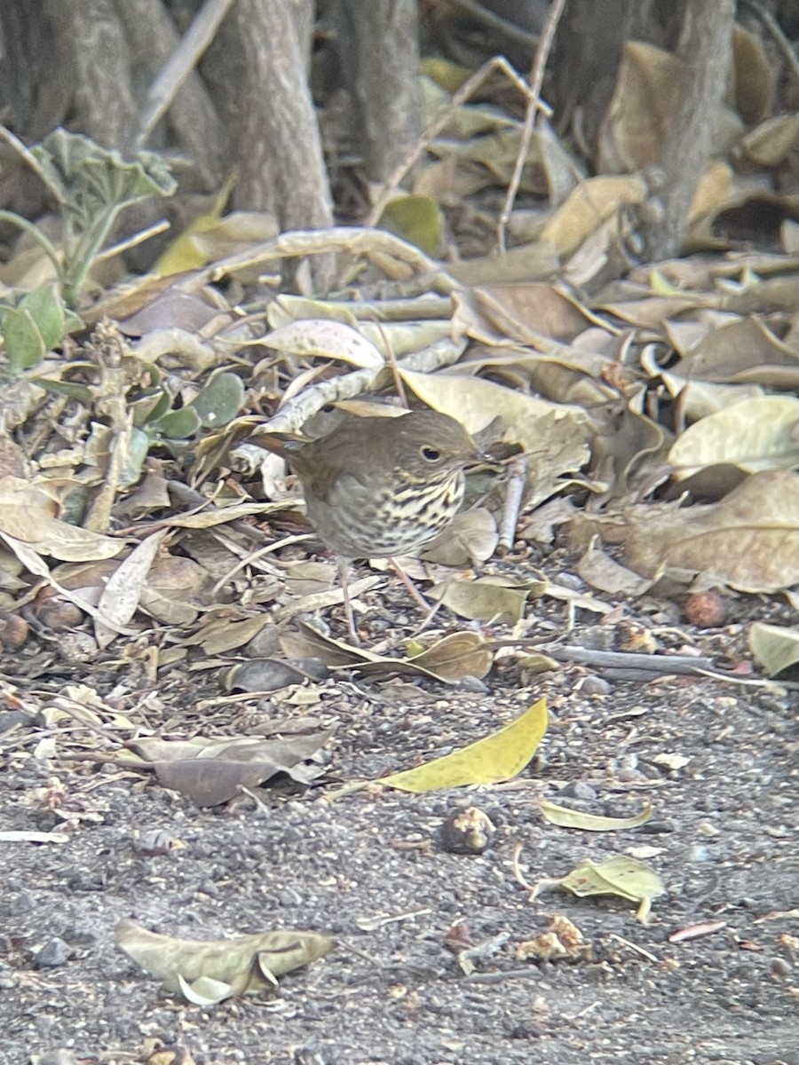 Hermit Thrush - ML643364702