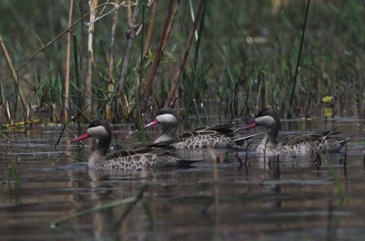 Red-billed Duck - ML643364705