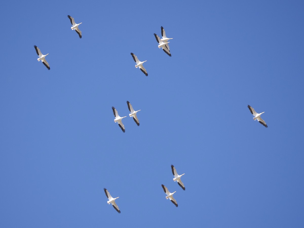 American White Pelican - ML643364715