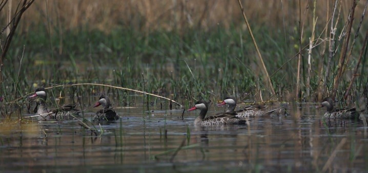 Red-billed Duck - ML643364728