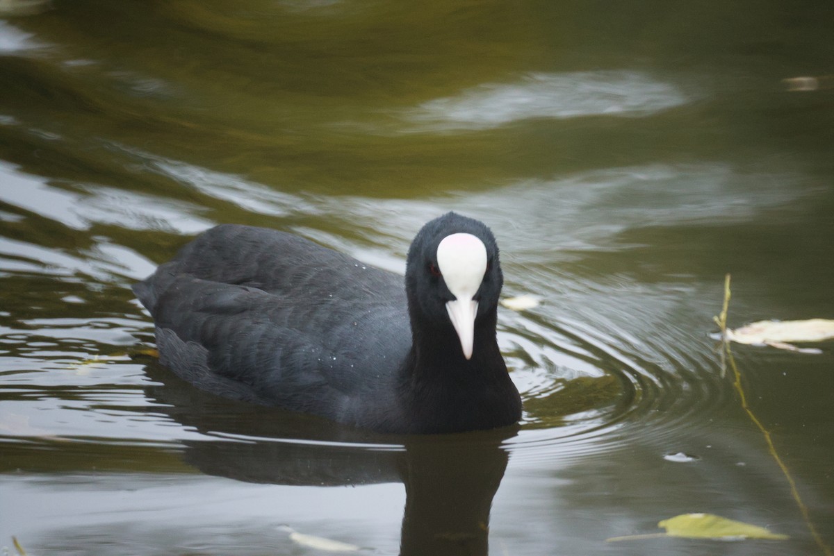 Eurasian Coot - ML643364731