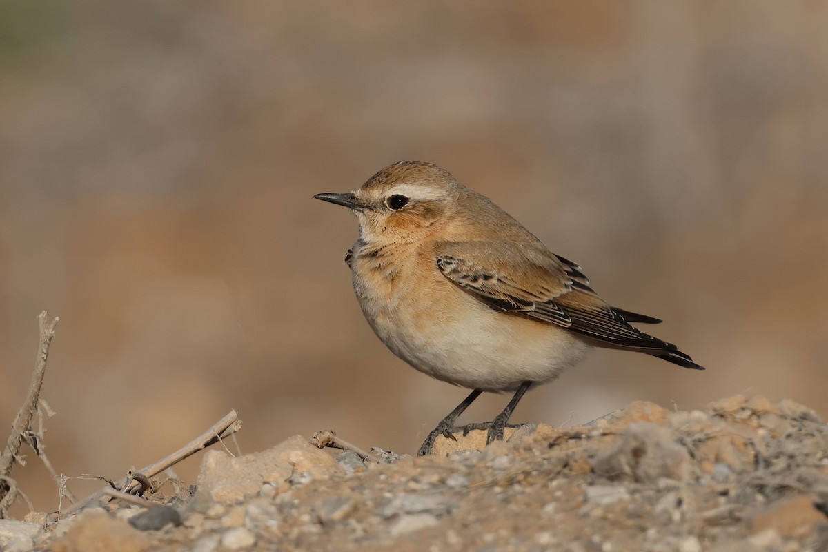 Northern Wheatear - ML643364732