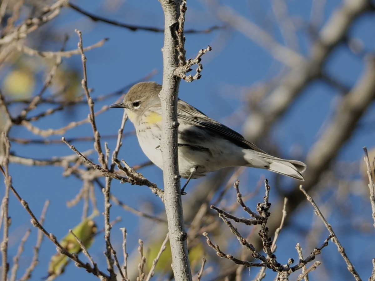 Yellow-rumped Warbler - ML643364734