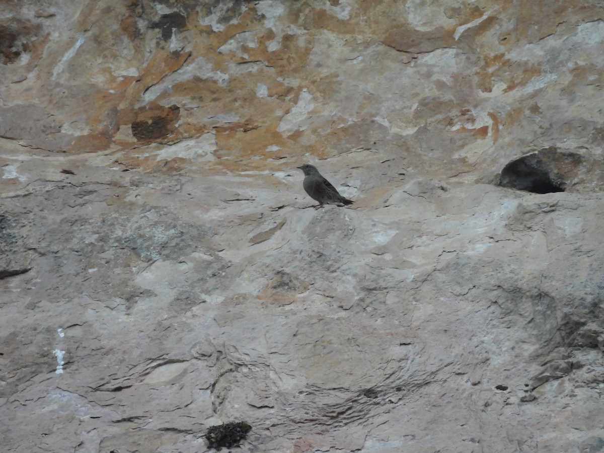 Alpine Accentor - ML643364735