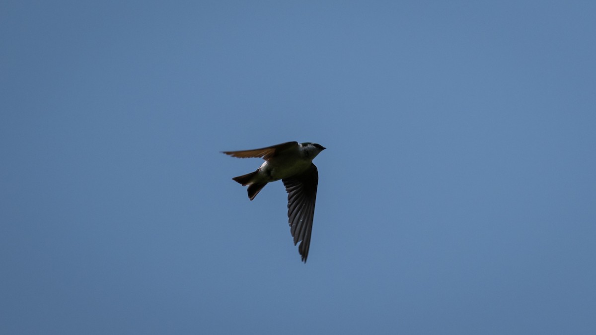 Violet-green Swallow - ML643364739