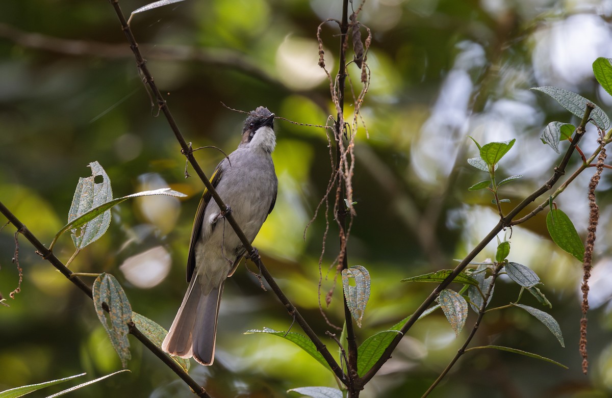 Ashy Bulbul - ML643364741