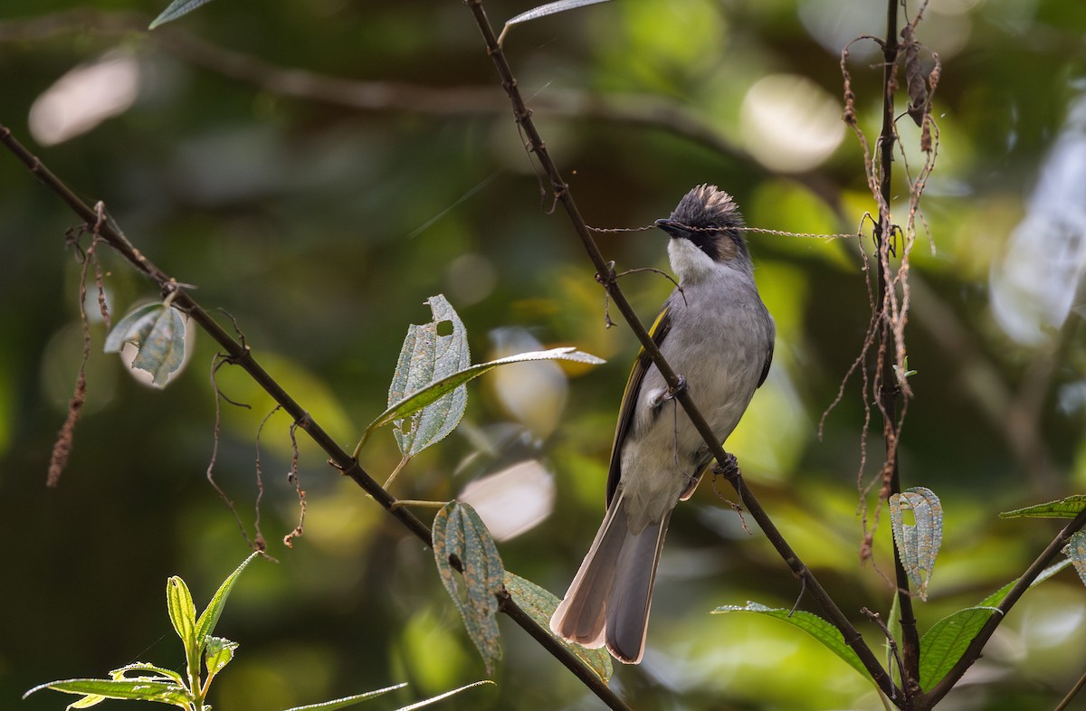 Ashy Bulbul - ML643364742
