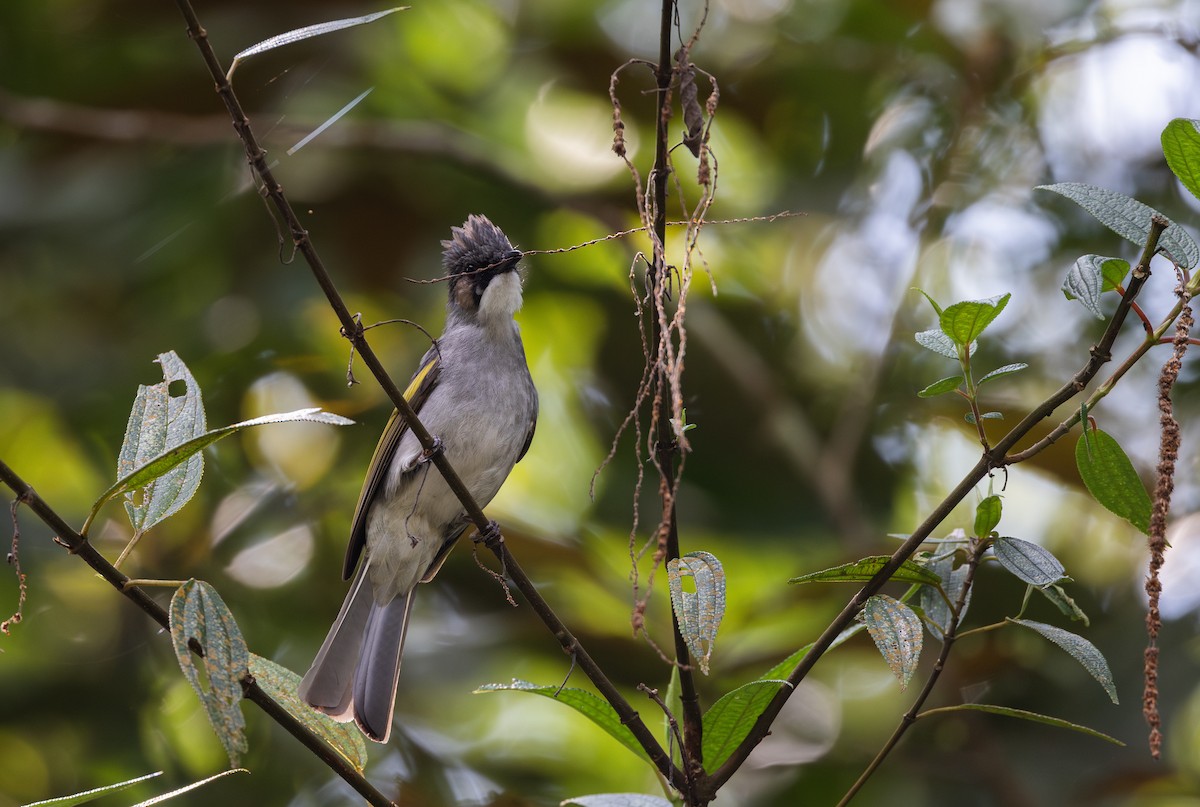 Ashy Bulbul - ML643364745
