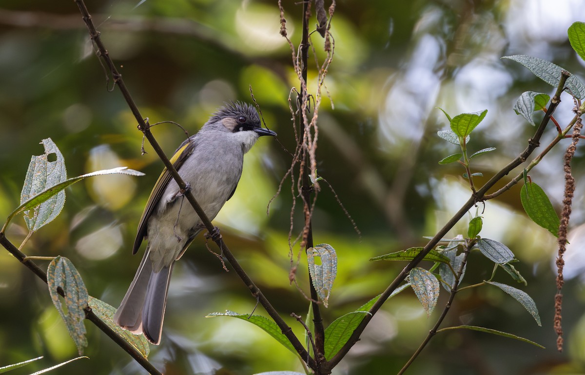 Ashy Bulbul - ML643364746