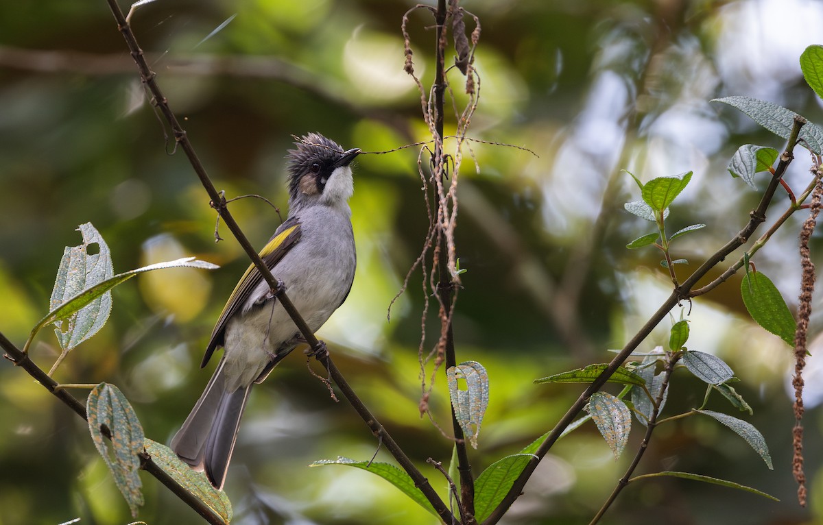 Ashy Bulbul - ML643364747