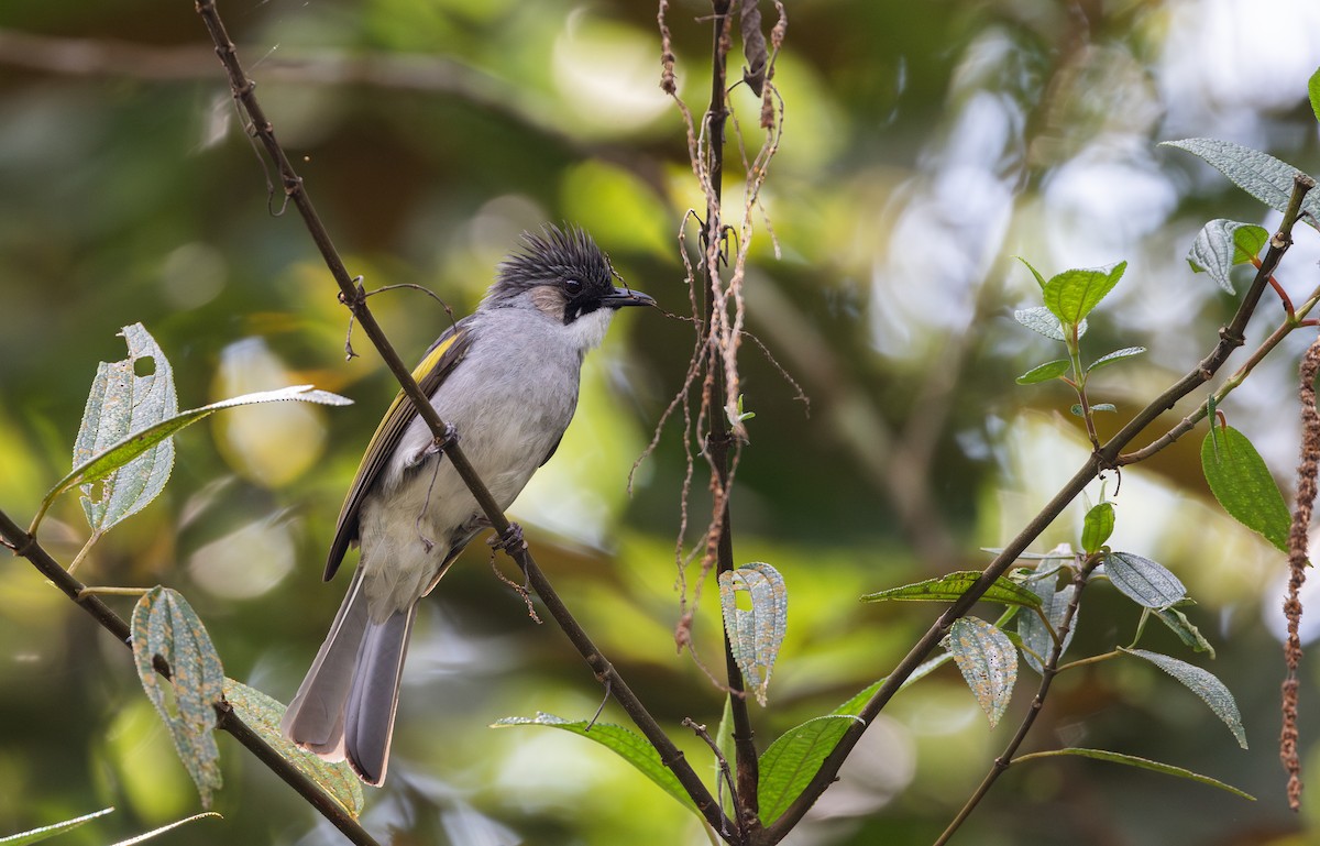 Ashy Bulbul - ML643364748