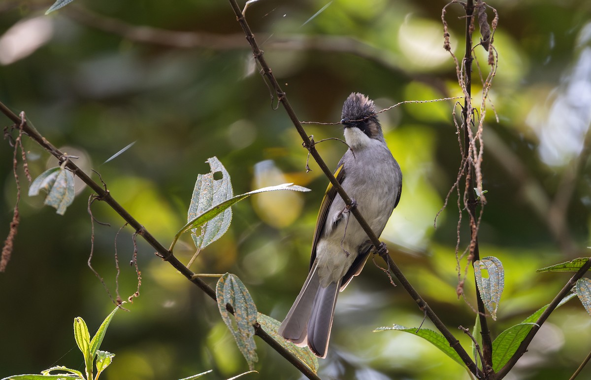 Ashy Bulbul - ML643364750