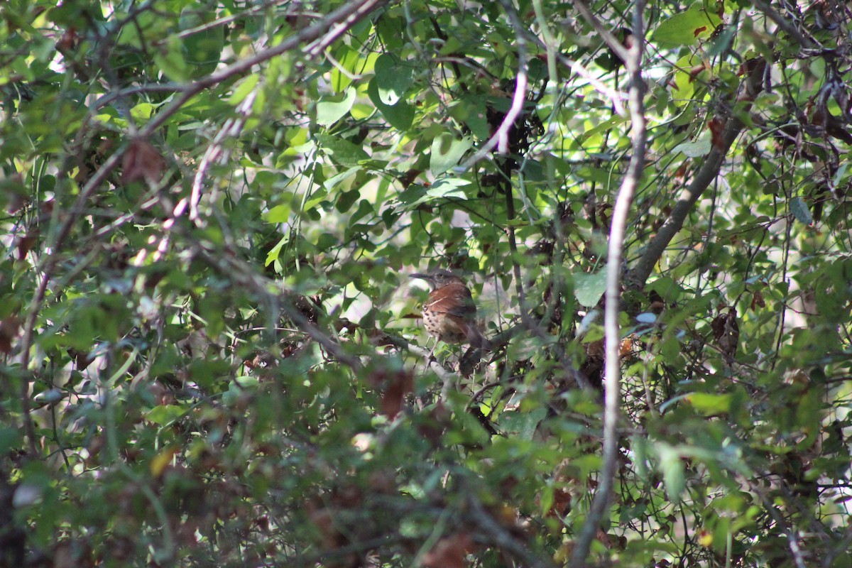 Brown Thrasher - ML643364757