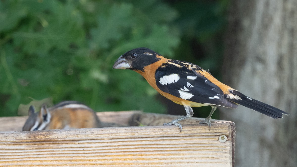 Black-headed Grosbeak - ML643364762