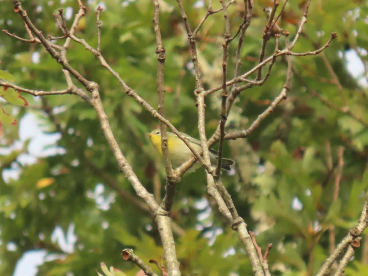 Northern Parula - ML643364765