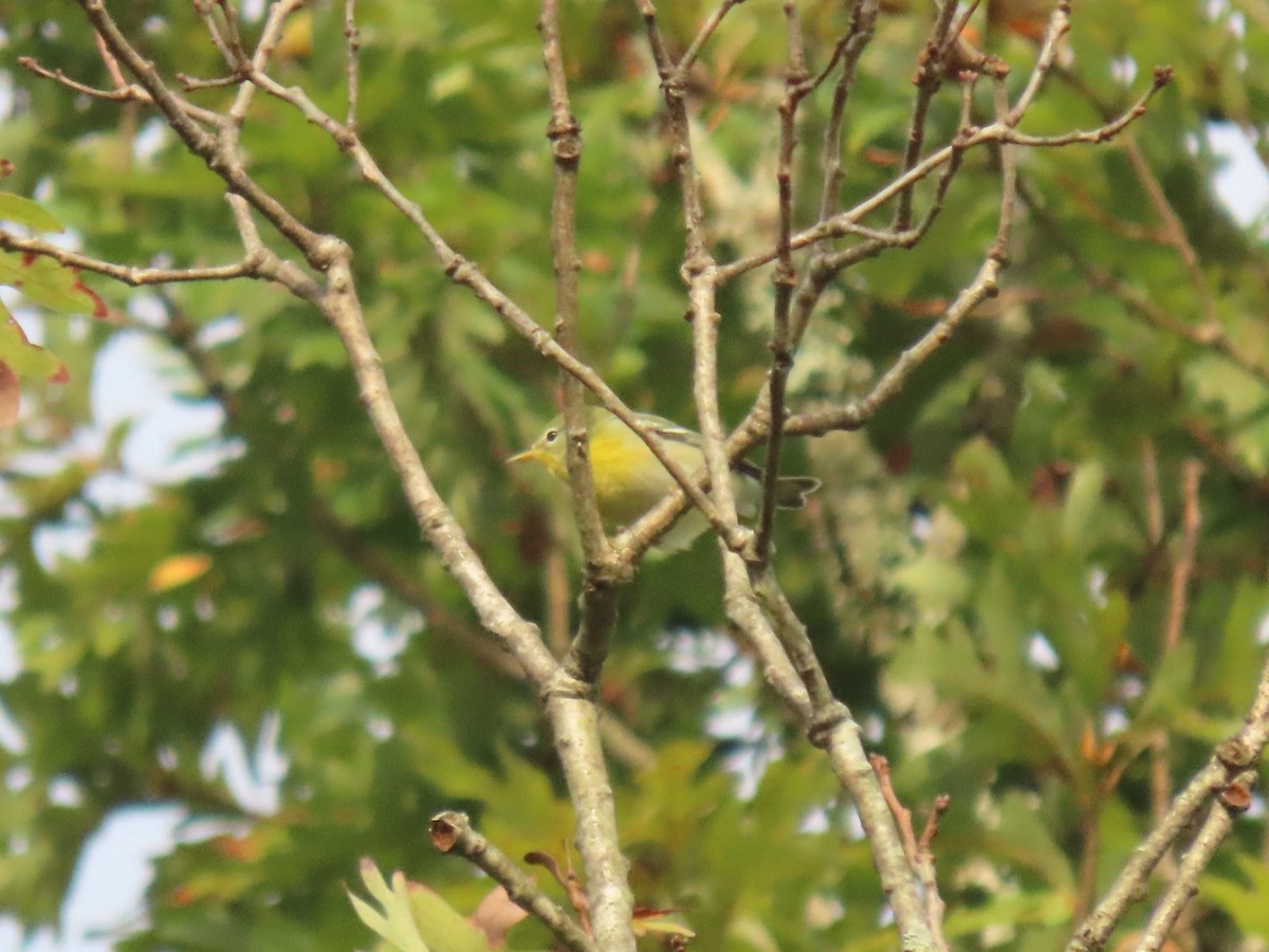 Northern Parula - ML643364766
