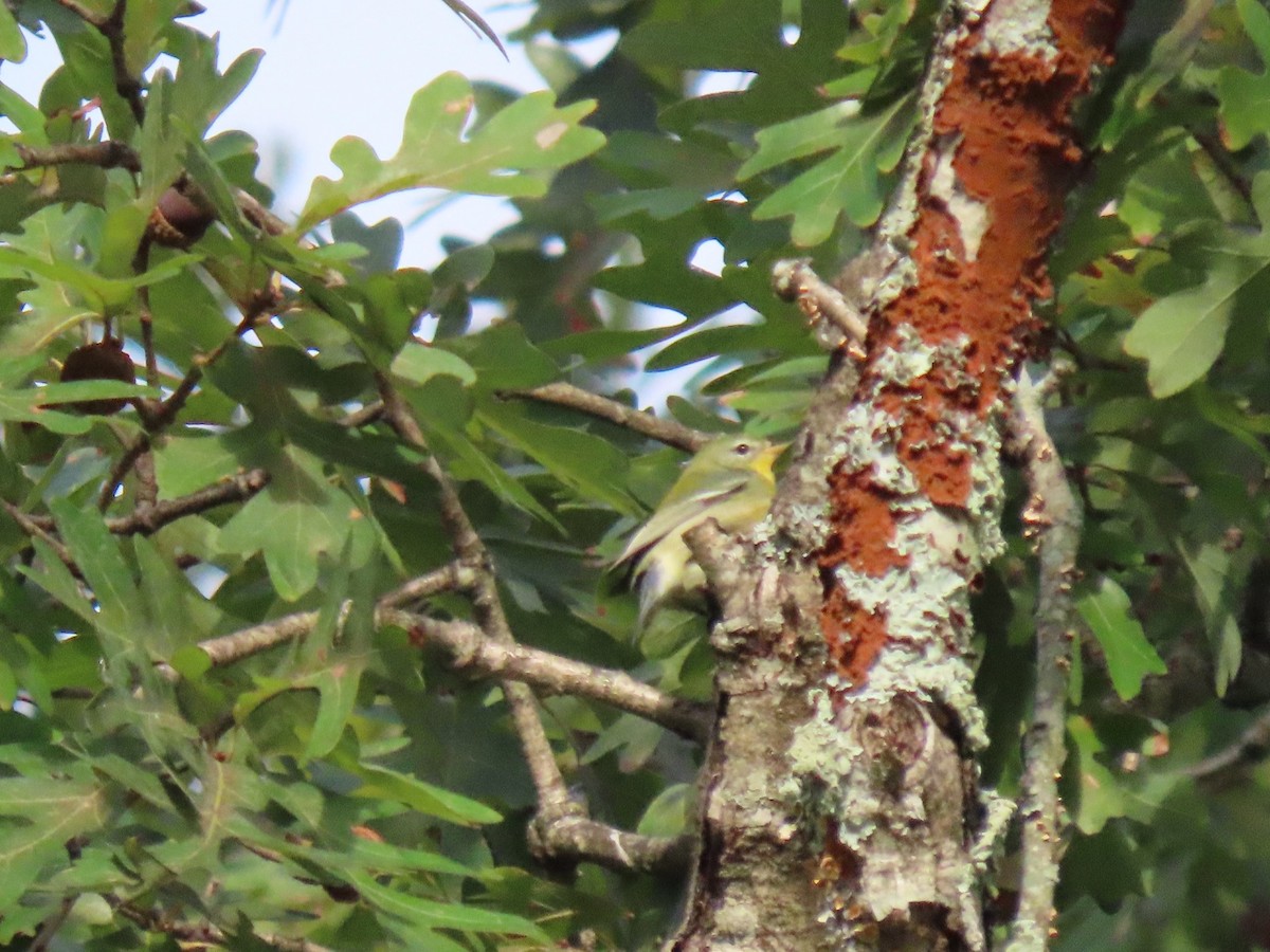 Northern Parula - ML643364767