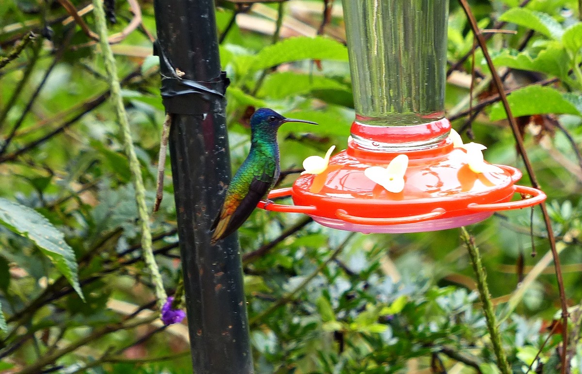 Golden-tailed Sapphire - ML643364768